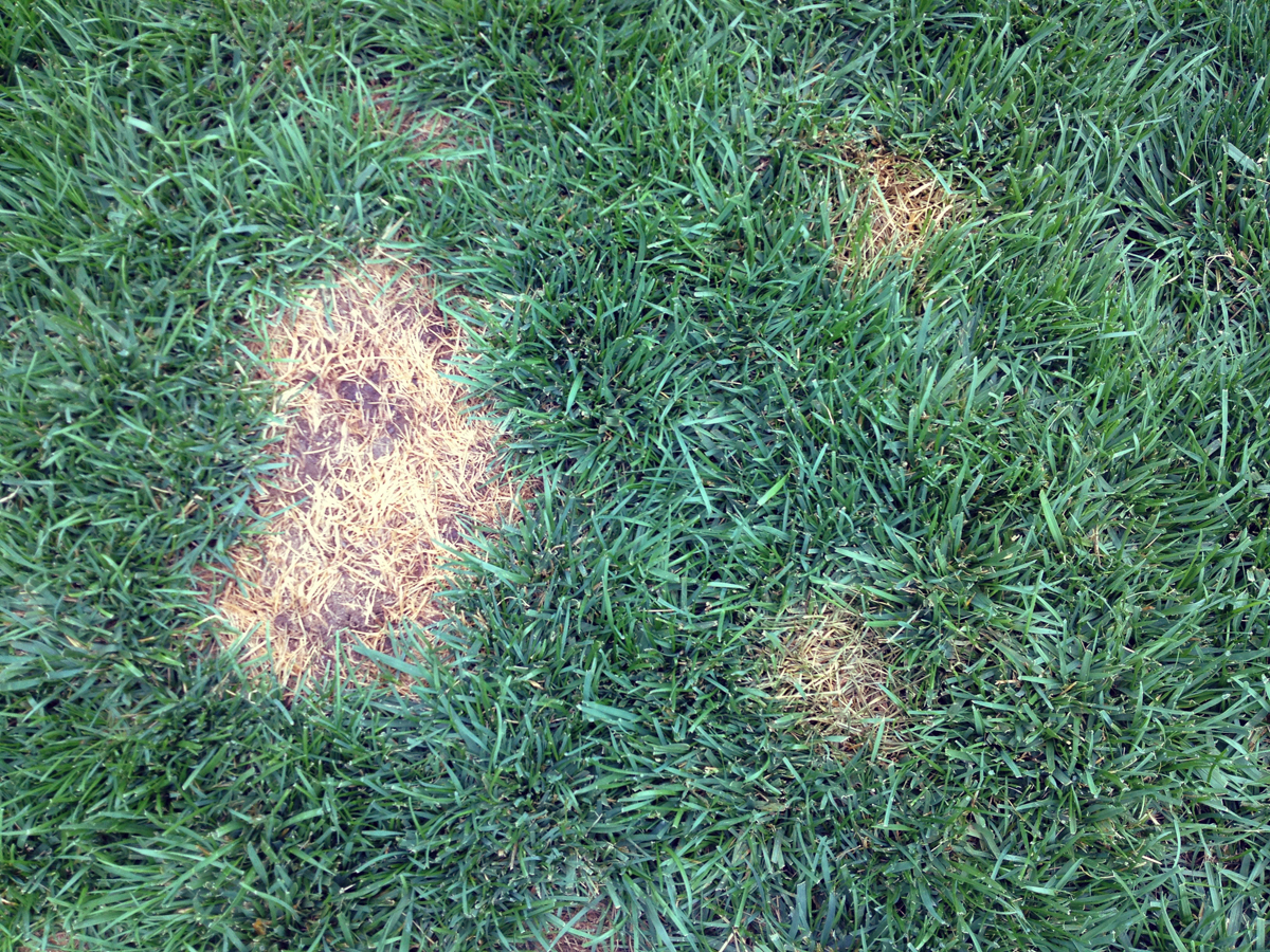 Does PetiGreen Work? Does PetiGreen Work?