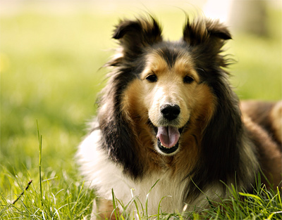 Dog Urine Kills Grass Dog Urine Kills Grass