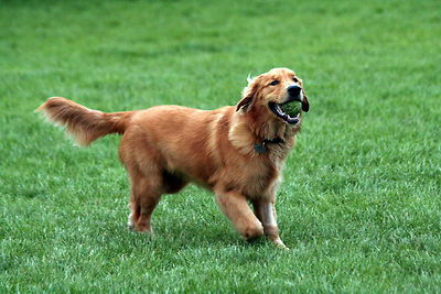 Dog Urine Killing Grass Dog Urine Killing Grass