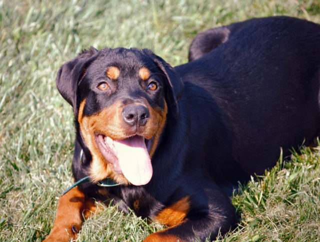 Dog Urine Grass Repair