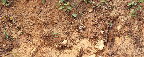 Fix Clay Soil