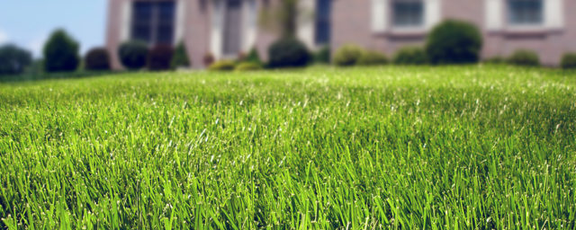 Improve Your Lawn By Improving Your Clay Soil