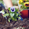 Improving Clay Soil Around Flowers