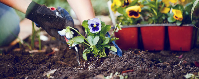 Improving Clay Soil Around Flowers