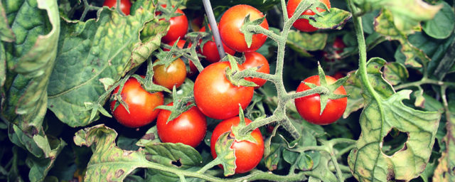 Imroving Clay Soil Around Growing Vegetables